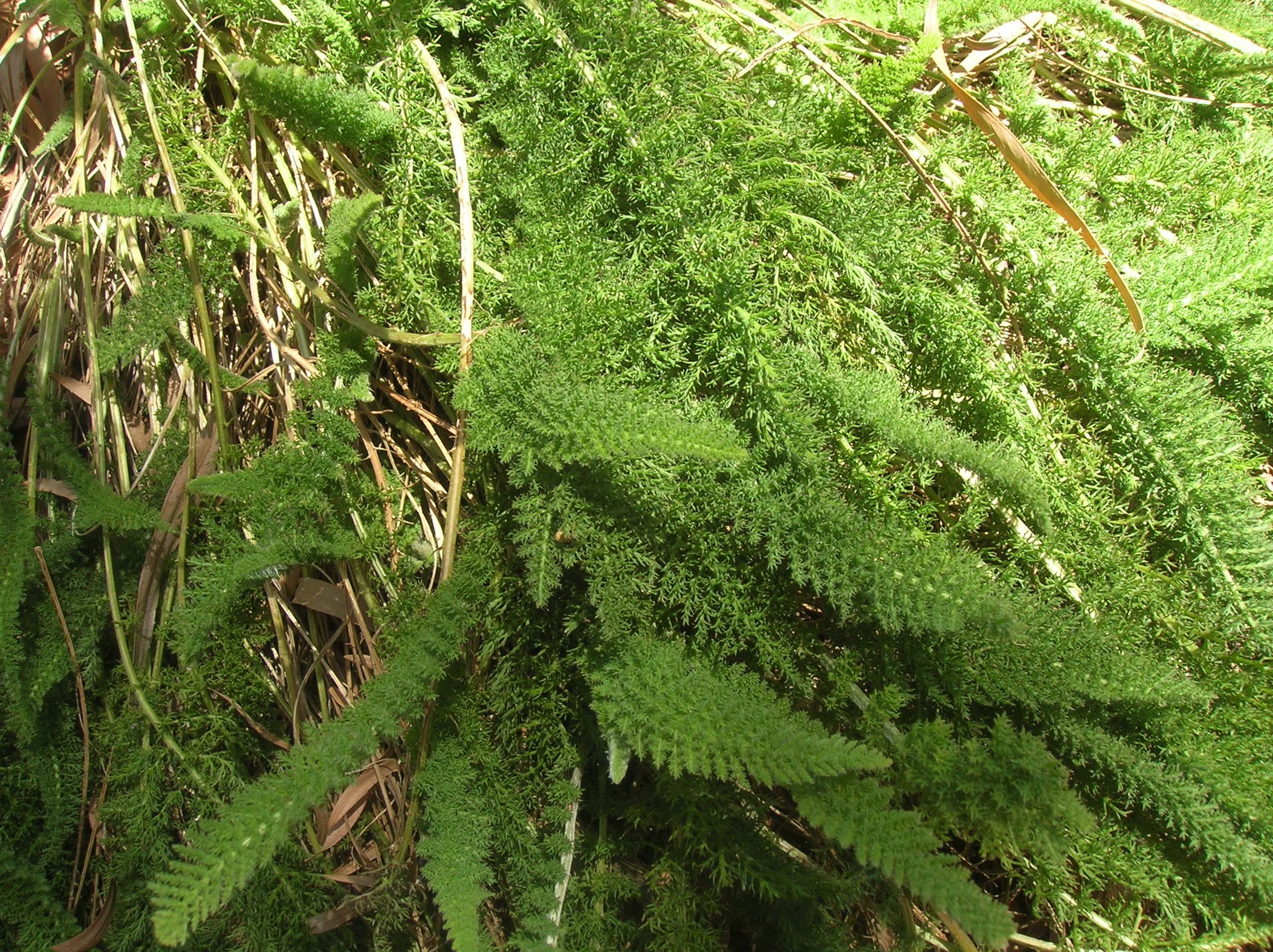 Yarrow